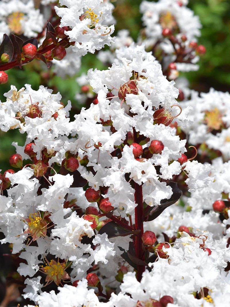Plant Me Green Crape Myrtle - First EditionsĀ® Lunar MagicĀ®