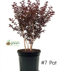 SN Crape Myrtle - First Editions® Midnight Magic™ FLOWERING COLLECTION