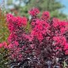 SN Crape Myrtle - First Editions® Midnight Magic⢠FLOWERING COLLECTION
