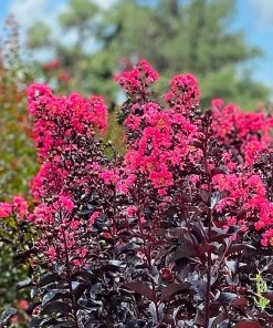 SN Crape Myrtle - First Editions® Midnight Magic™ FLOWERING COLLECTION