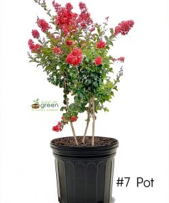 SN Crape Myrtle - Southern Living™ Miss Frances