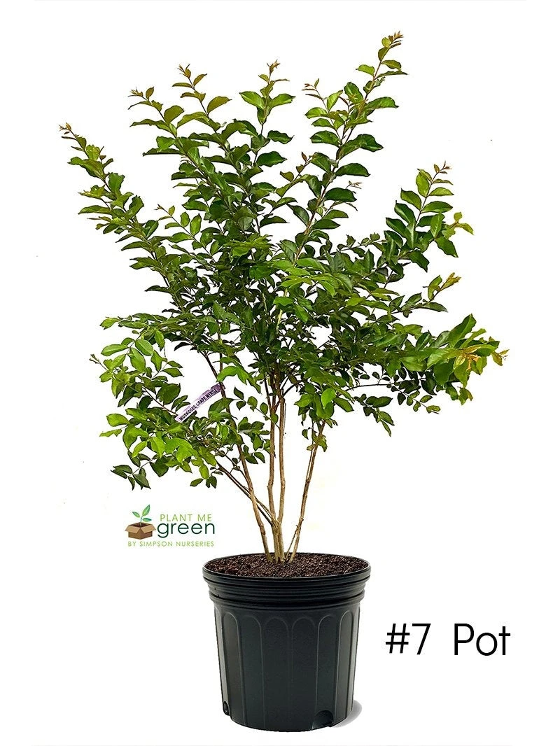 Plant Me Green Crape Myrtle - Muskogee