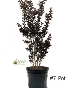 SN Crape Myrtle - Black Diamond Mystic Magenta FLOWERING COLLECTION