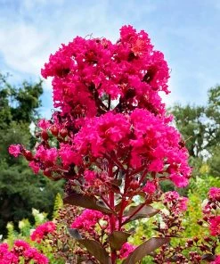 SN Crape Myrtle - Black Diamond Mystic Magenta FLOWERING COLLECTION