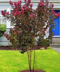 SN Crape Myrtle - Black Diamond Mystic Magenta FLOWERING COLLECTION