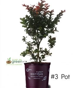 SN Crape Myrtle - First EditionsĀ® Plum Magic FLOWERING COLLECTION