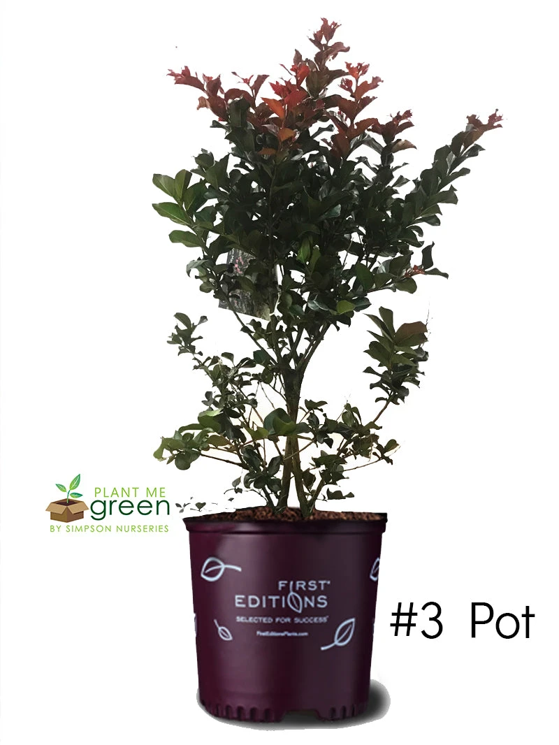 SN Crape Myrtle - First EditionsĀ® Plum Magic FLOWERING COLLECTION