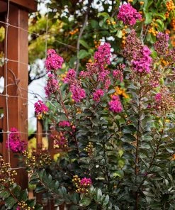 SN Crape Myrtle - First Editions® Plum Magic FLOWERING COLLECTION