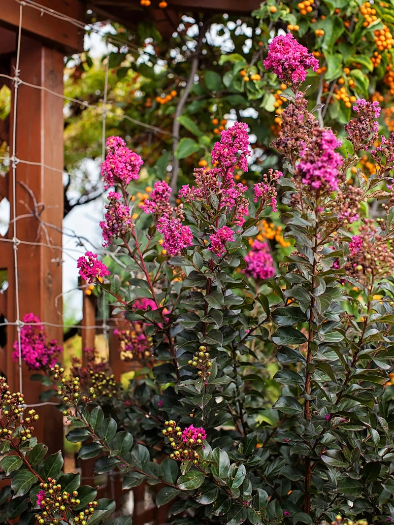 SN Crape Myrtle - First EditionsĀ® Plum Magic FLOWERING COLLECTION