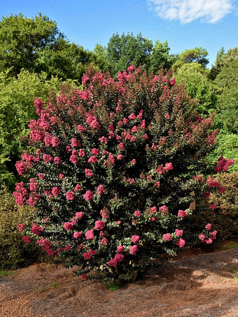 SN Crape Myrtle - First EditionsĀ® Plum Magic FLOWERING COLLECTION