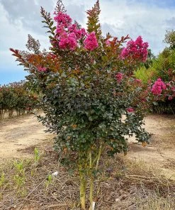 SN Crape Myrtle - First EditionsĀ® Plum Magic FLOWERING COLLECTION