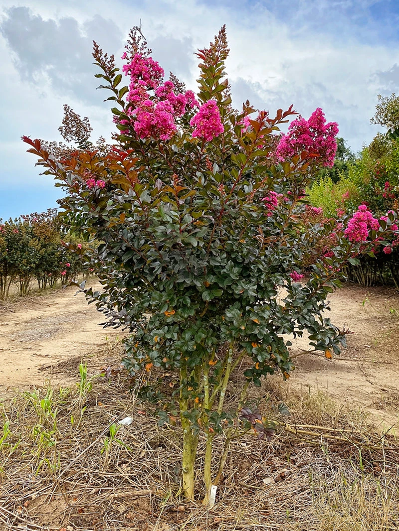 SN Crape Myrtle - First EditionsĀ® Plum Magic FLOWERING COLLECTION