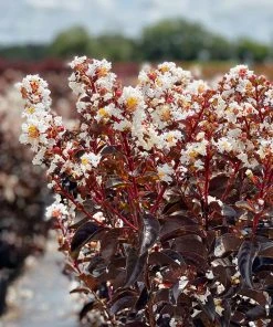 SN Crape Myrtle - Black Diamond Pure White FLOWERING COLLECTION