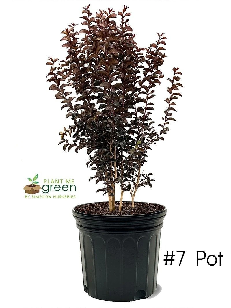 Plant Me Green Crape Myrtle - Black Diamond Purely Purple FLOWERING COLLECTION