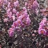 Plant Me Green Crape Myrtle - Black Diamond Purely Purple FLOWERING COLLECTION