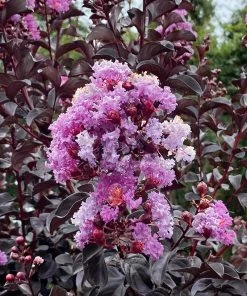 Plant Me Green Crape Myrtle - Black Diamond Purely Purple FLOWERING COLLECTION