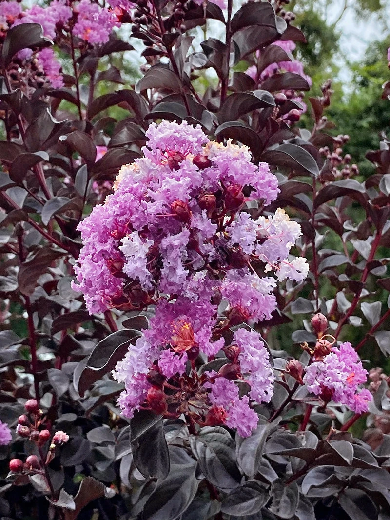 Plant Me Green Crape Myrtle - Black Diamond Purely Purple FLOWERING COLLECTION