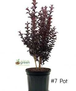 SN Crape Myrtle - Black Diamond Red Hot