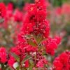 SN Crape Myrtle - First Editions® Ruffled Red Magic