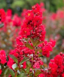 SN Crape Myrtle - First Editions® Ruffled Red Magic