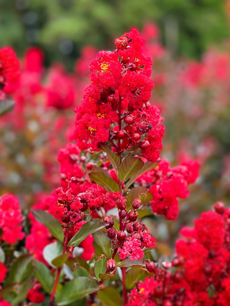 SN Crape Myrtle - First EditionsĀ® Ruffled Red Magic