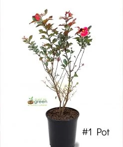 SN Crape Myrtle - First EditionsĀ® Ruffled Red Magic