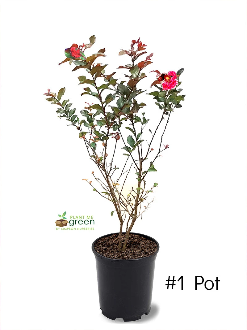 SN Crape Myrtle - First EditionsĀ® Ruffled Red Magic