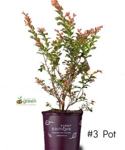 SN Crape Myrtle - First EditionsĀ® Ruffled Red Magic