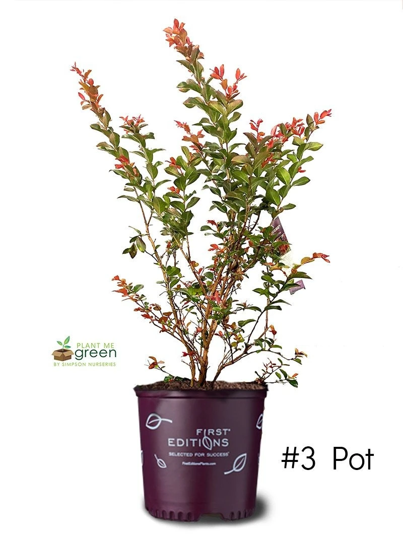 SN Crape Myrtle - First EditionsĀ® Ruffled Red Magic