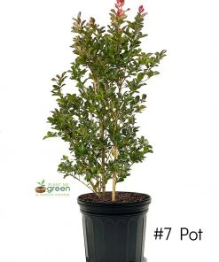 SN Crape Myrtle - First EditionsĀ® Ruffled Red Magic