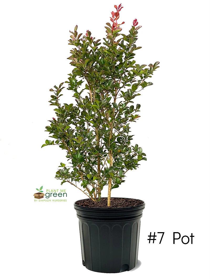 SN Crape Myrtle - First EditionsĀ® Ruffled Red Magic