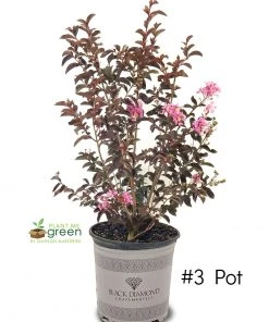 SN FLOWERING COLLECTION Crape Myrtle - Black Diamond Shell Pink