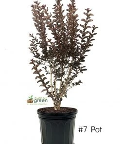 SN FLOWERING COLLECTION Crape Myrtle - Black Diamond Shell Pink