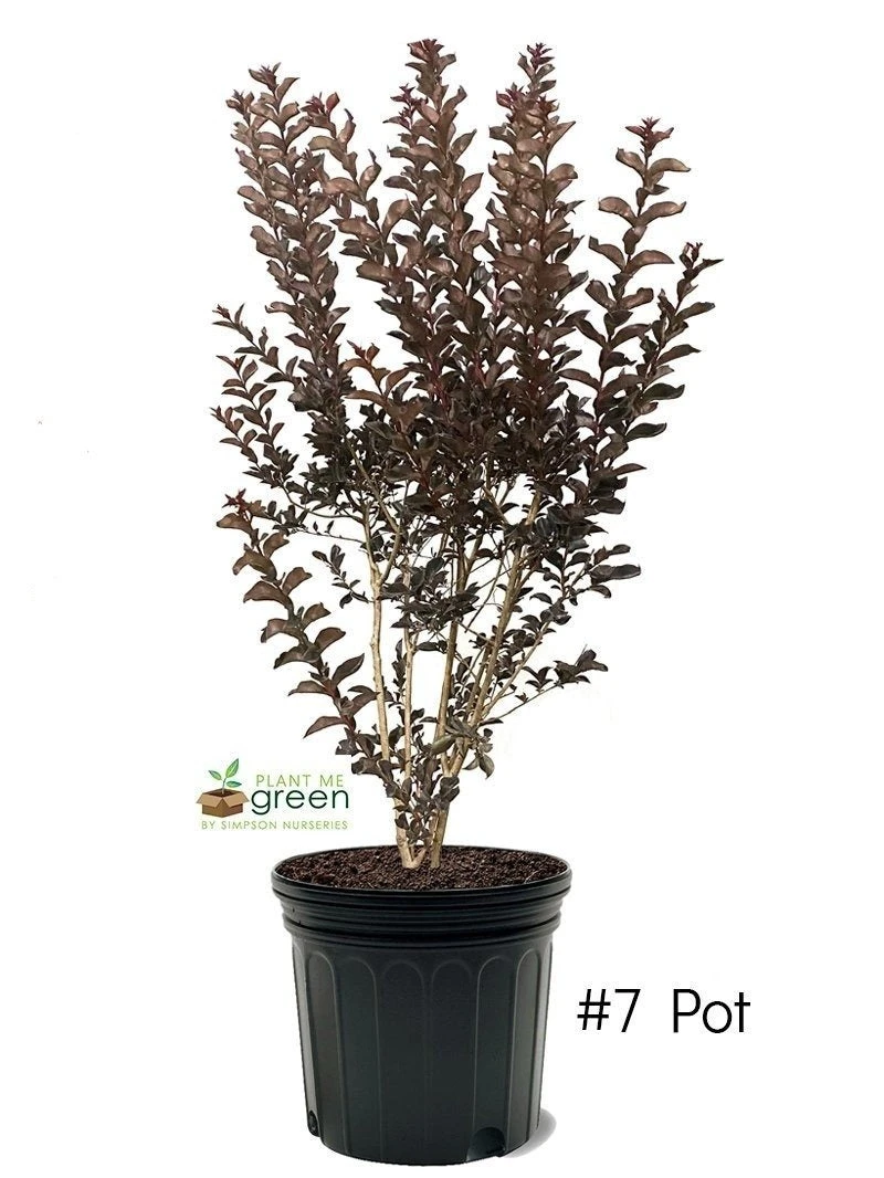 SN FLOWERING COLLECTION Crape Myrtle - Black Diamond Shell Pink