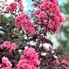 SN FLOWERING COLLECTION Crape Myrtle - Black Diamond Shell Pink