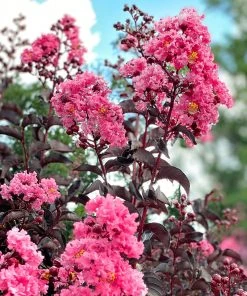 SN FLOWERING COLLECTION Crape Myrtle - Black Diamond Shell Pink