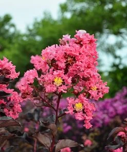 SN FLOWERING COLLECTION Crape Myrtle - Black Diamond Shell Pink