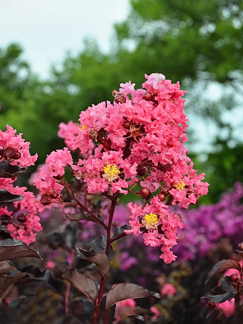 SN FLOWERING COLLECTION Crape Myrtle - Black Diamond Shell Pink