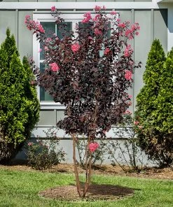 SN FLOWERING COLLECTION Crape Myrtle - Black Diamond Shell Pink