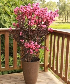 SN FLOWERING COLLECTION Crape Myrtle - Black Diamond Shell Pink