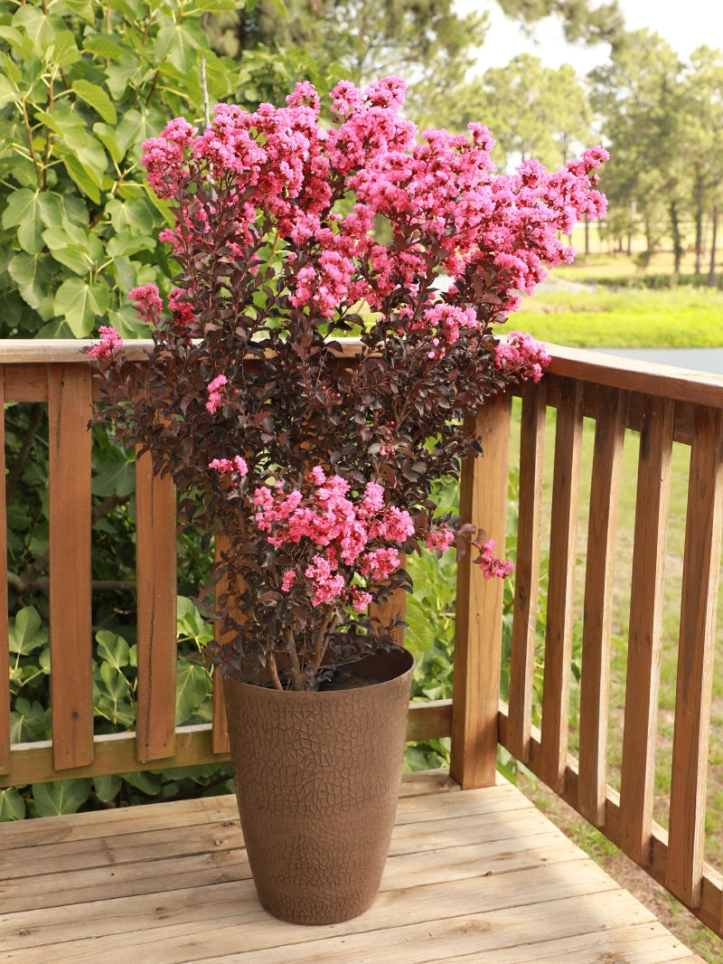 SN FLOWERING COLLECTION Crape Myrtle - Black Diamond Shell Pink