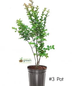 SN FLOWERING COLLECTION Crape Myrtle - Sioux