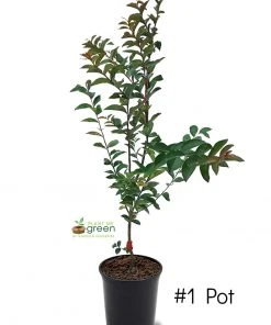 SN Crape Myrtle - Tonto FLOWERING COLLECTION