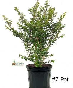 SN Crape Myrtle - Tonto FLOWERING COLLECTION