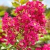 SN Crape Myrtle - Tonto FLOWERING COLLECTION
