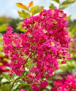 SN Crape Myrtle - Tonto FLOWERING COLLECTION
