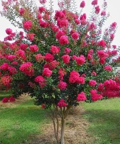SN Crape Myrtle - Tonto FLOWERING COLLECTION