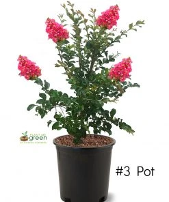 SN FLOWERING COLLECTION Crape Myrtle - Tuscarora