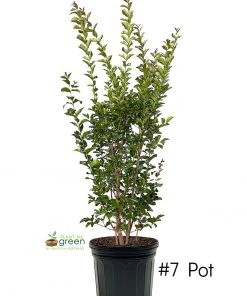 SN FLOWERING COLLECTION Crape Myrtle - Tuscarora