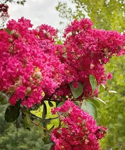 SN FLOWERING COLLECTION Crape Myrtle - Tuscarora